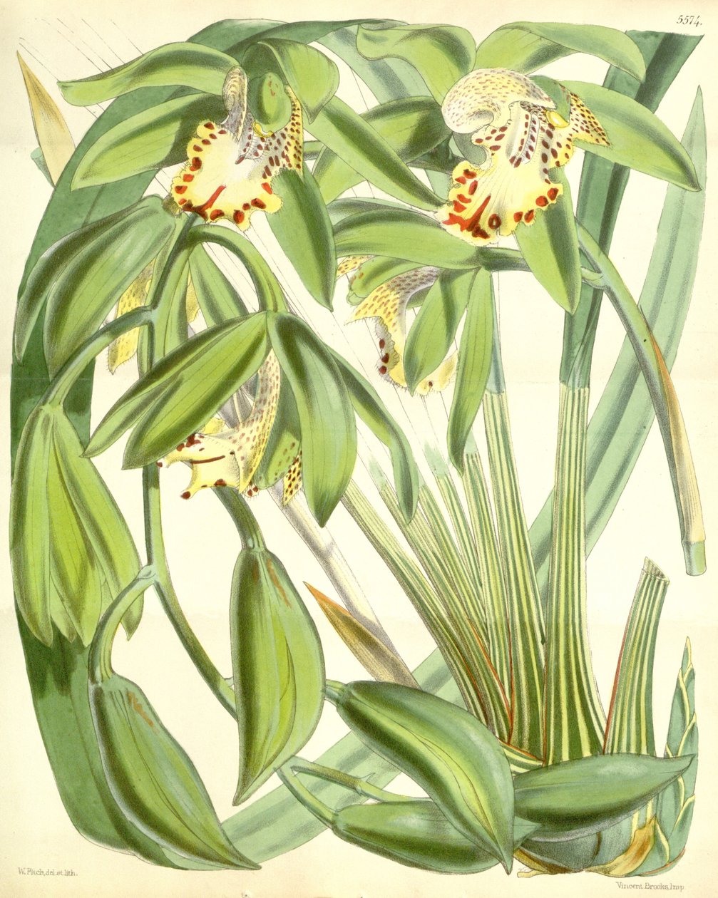 Cymbidium hookerianum da Walter Hood Fitch