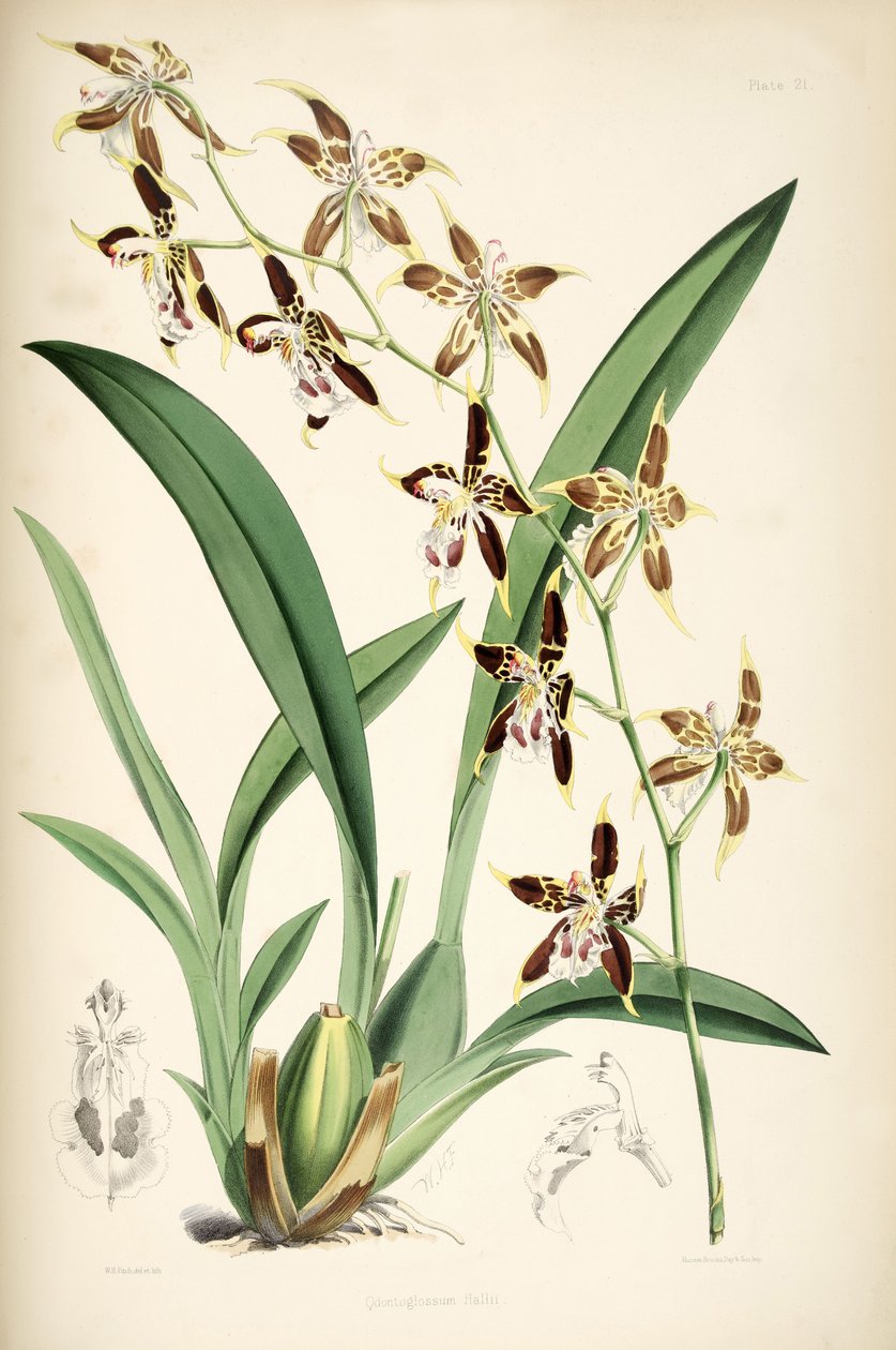 Odontoglossum hallii da Walter Hood Fitch