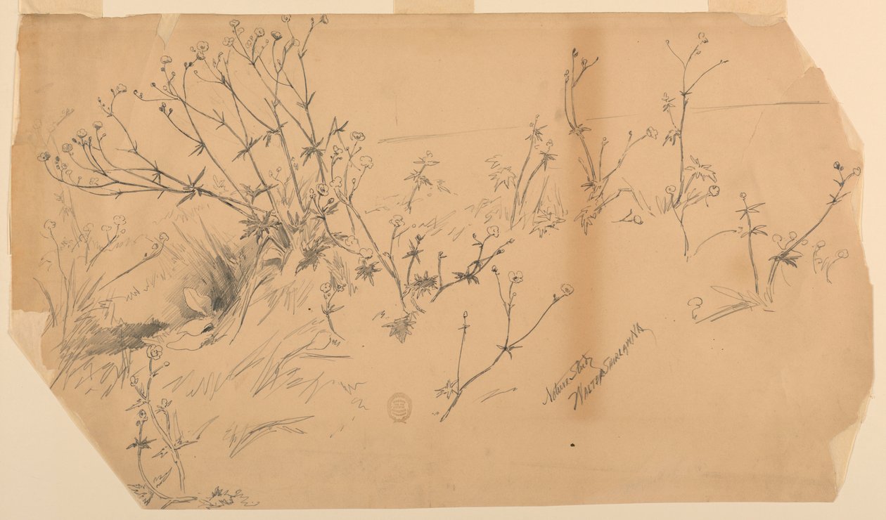 Studio della natura da Walter Shirlaw