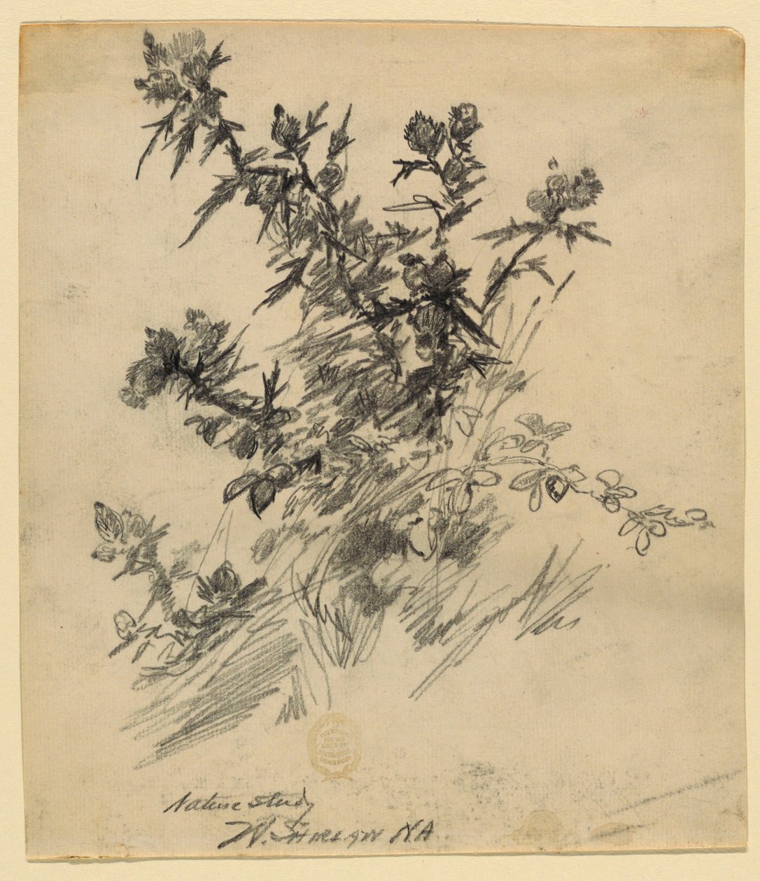 Studio della natura da Walter Shirlaw