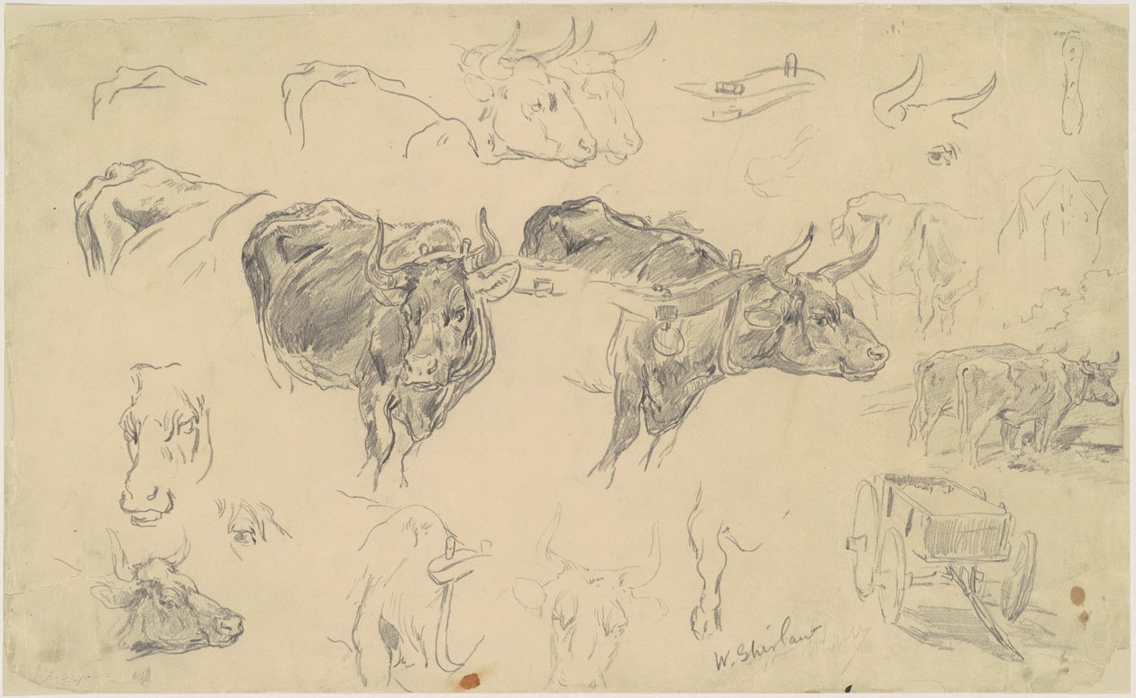 Studi di buoi da Walter Shirlaw