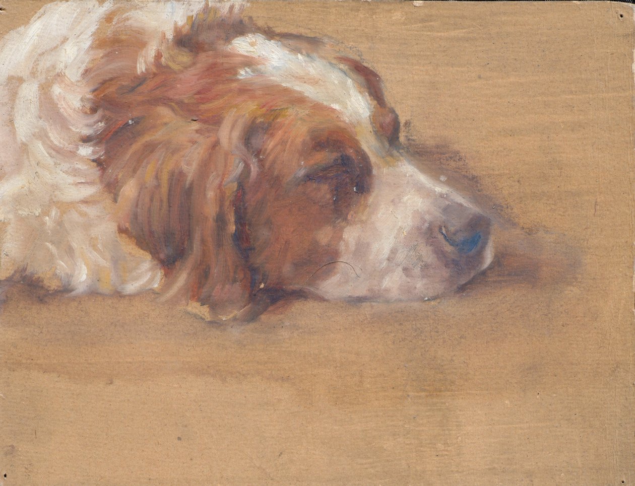 Testa di cane (studio) da Walther Gamerith