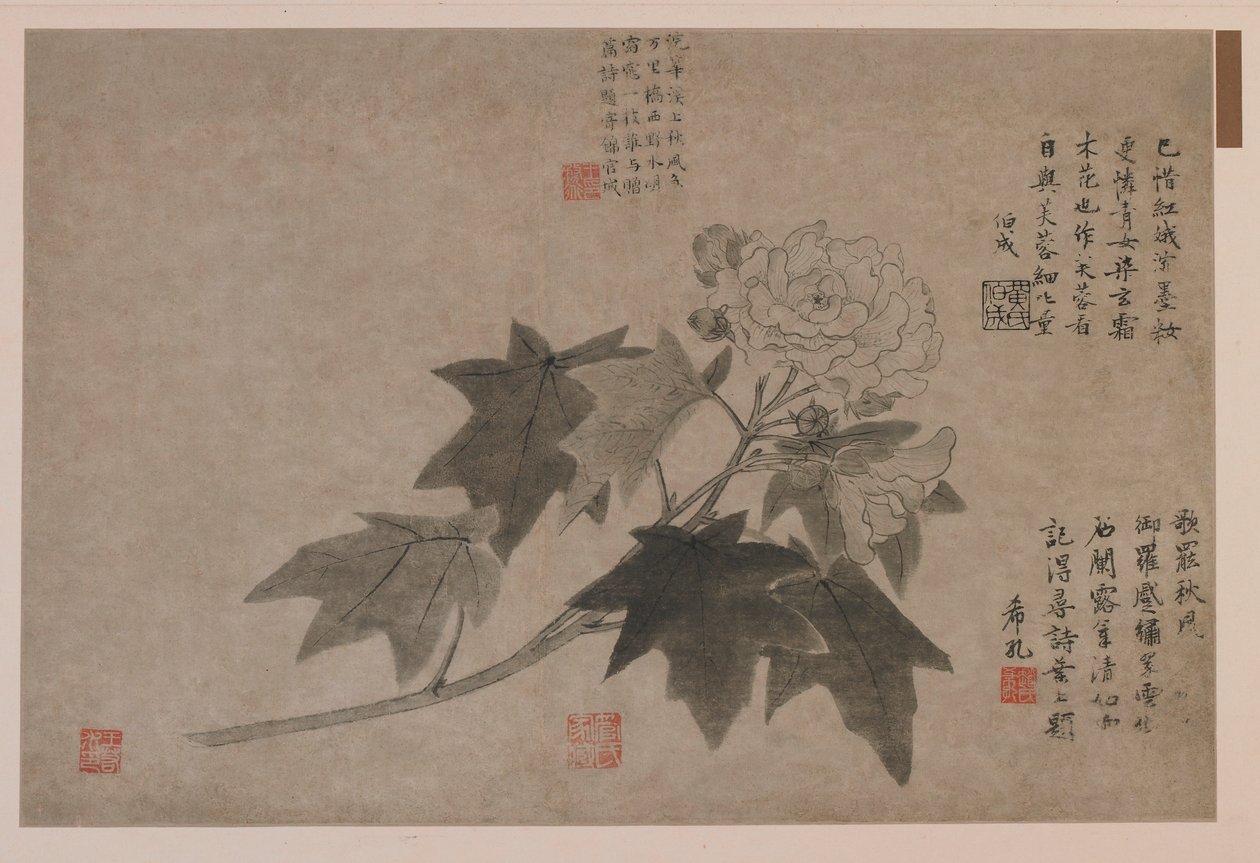 Ibisco, 1347 da Wang Yuan