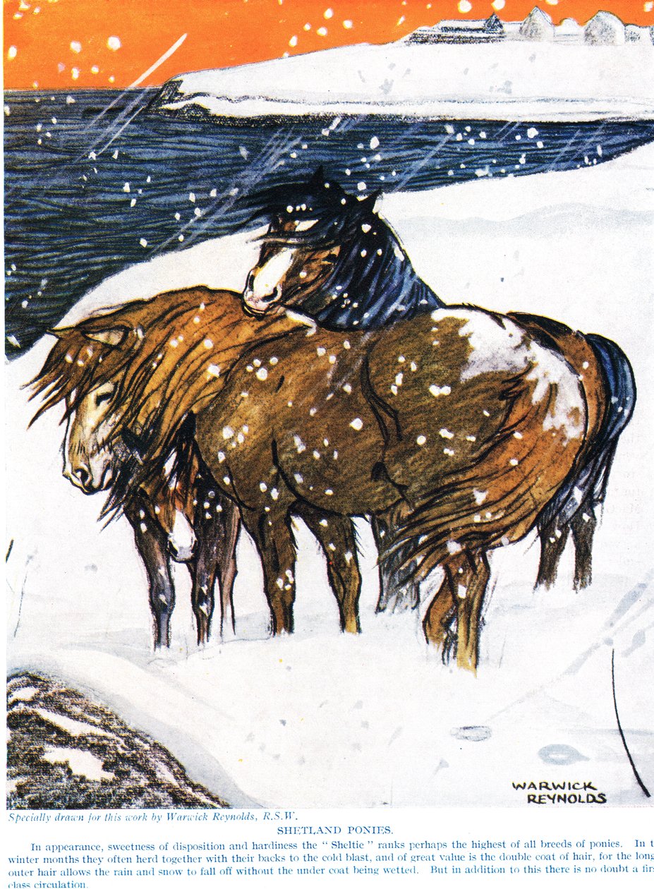 Pony delle Shetland, illustrazione da 