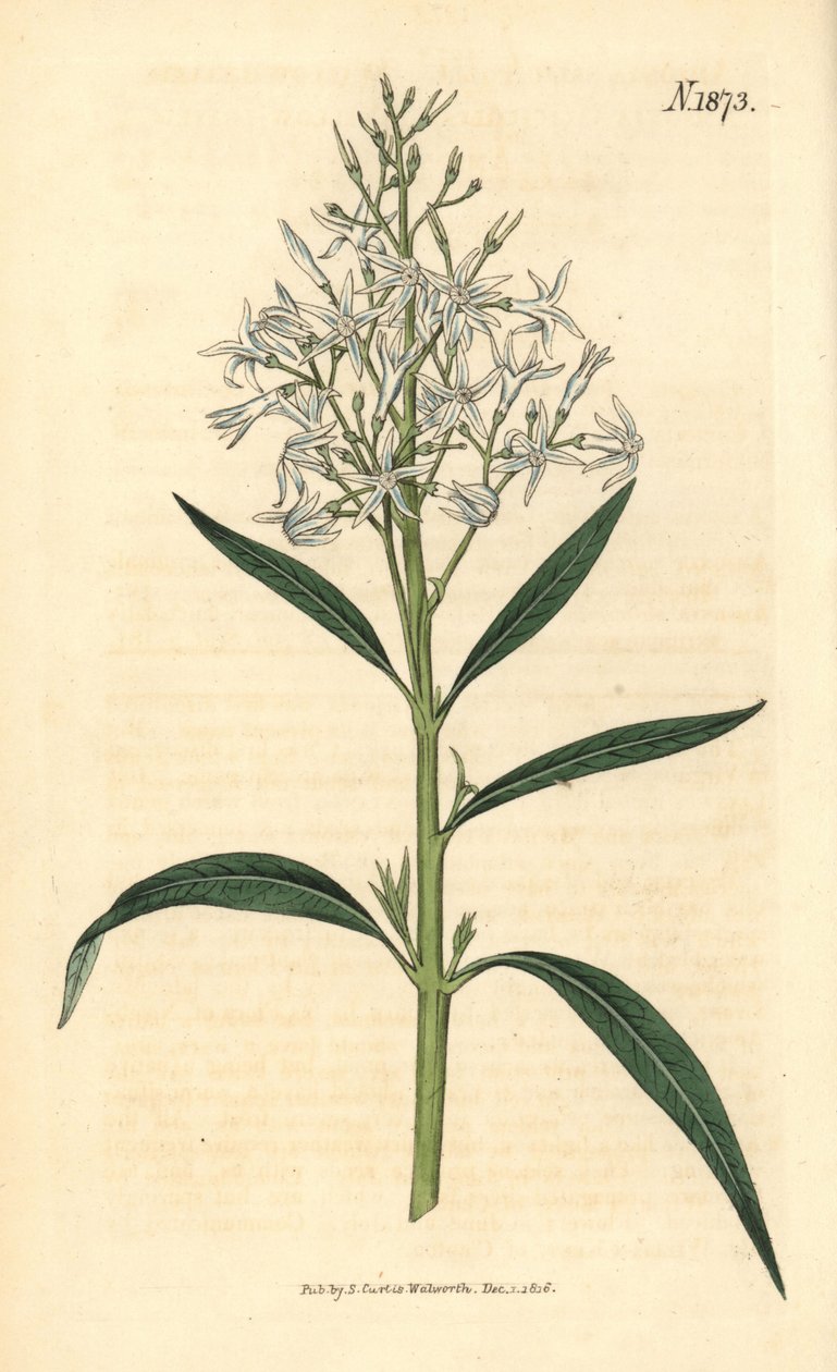 Amsonia blu - Amsonia tabernaemontana var. salicifolia (Amsonia dalle foglie di salice, Amsonia salicifolia). Incisione botanica colorata a mano di Weddell tratta dalla rivista Curtis