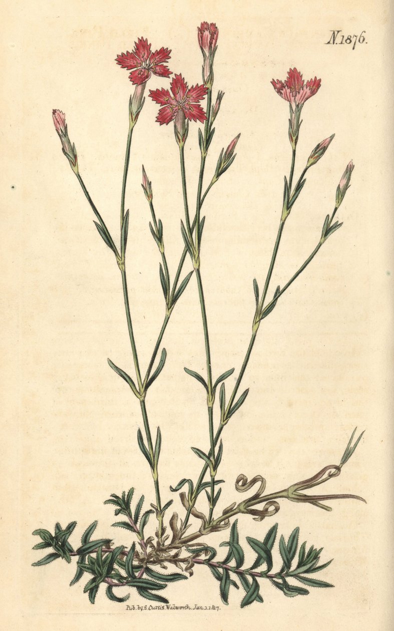 Garofano dei campi - Dianthus campestris. Incisione botanica colorata a mano da Weddell tratta dalla rivista Curtis