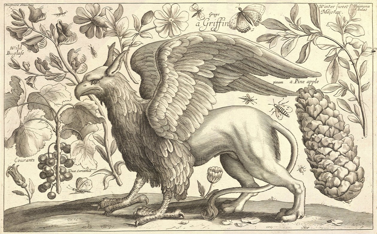 Un grifone da Wenceslaus Hollar