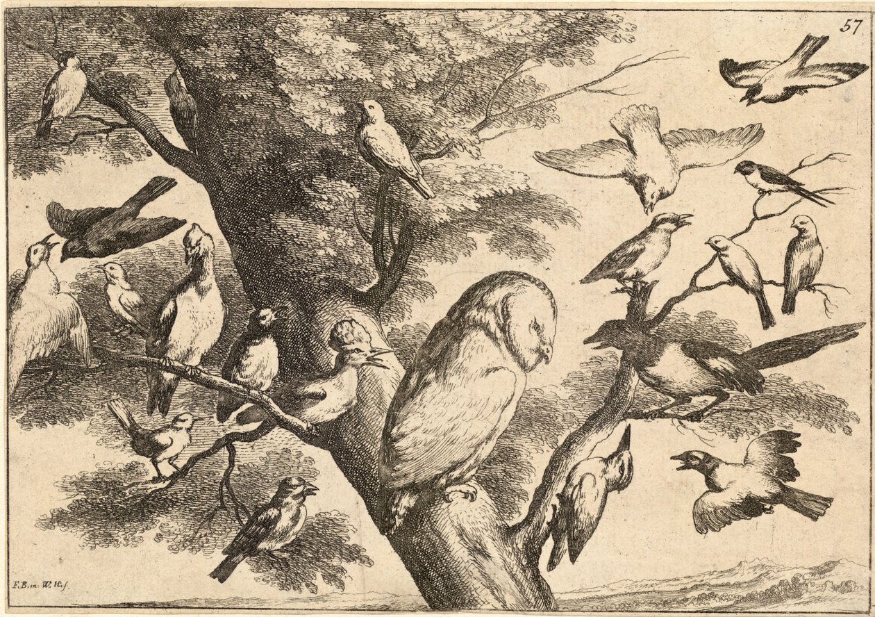 Uccelli che attaccano un gufo da Wenceslaus Hollar