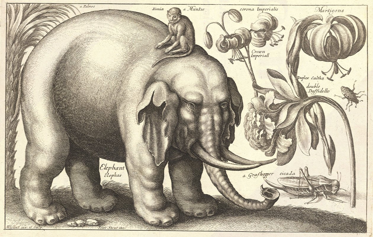 Elefante e fiori. Stato 2 da Wenceslaus Hollar