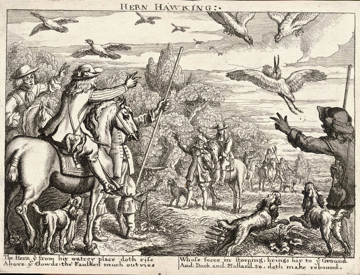 Falconeria da Wenceslaus Hollar
