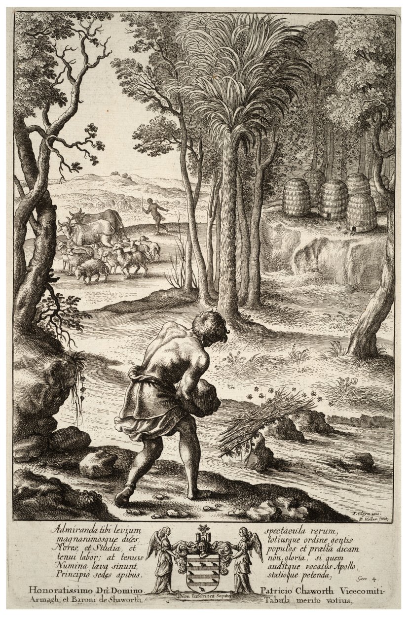 Raccolta delle api. Stato 1 da Wenceslaus Hollar