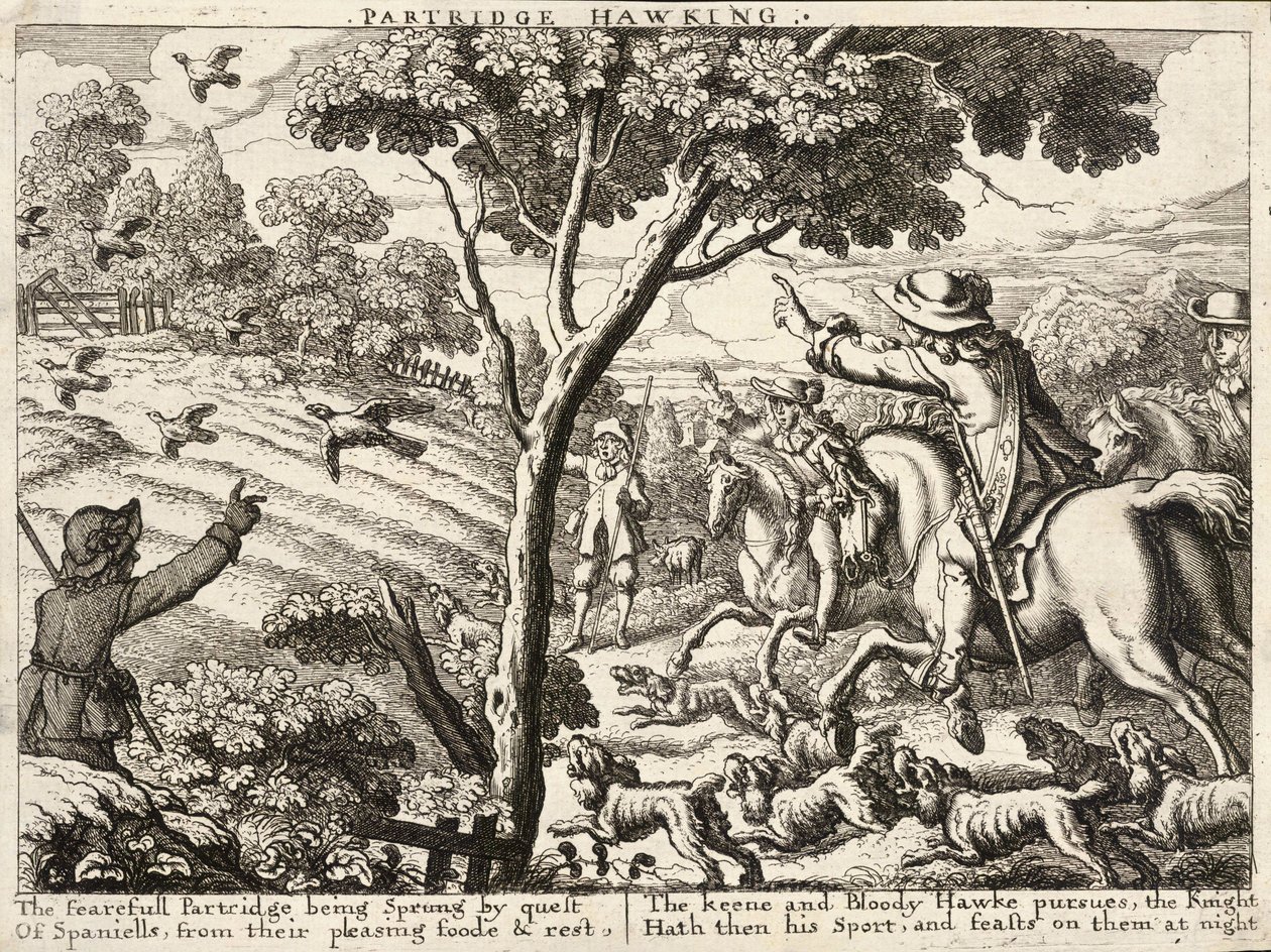 Caccia alla pernice da Wenceslaus Hollar
