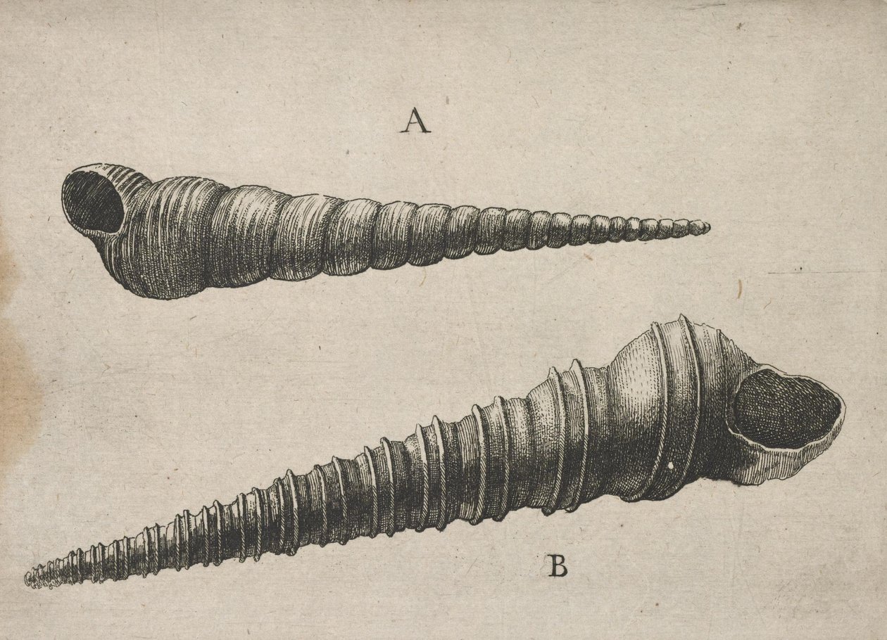 Conchiglie (Turritella terebra e T. duplicata L.) da Wenceslaus Hollar