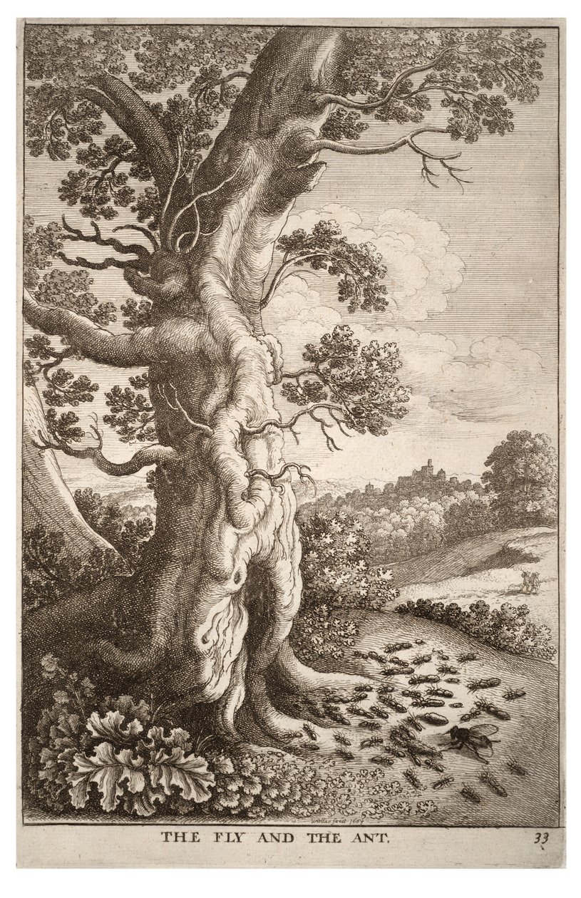 La mosca e la formica da Wenceslaus Hollar
