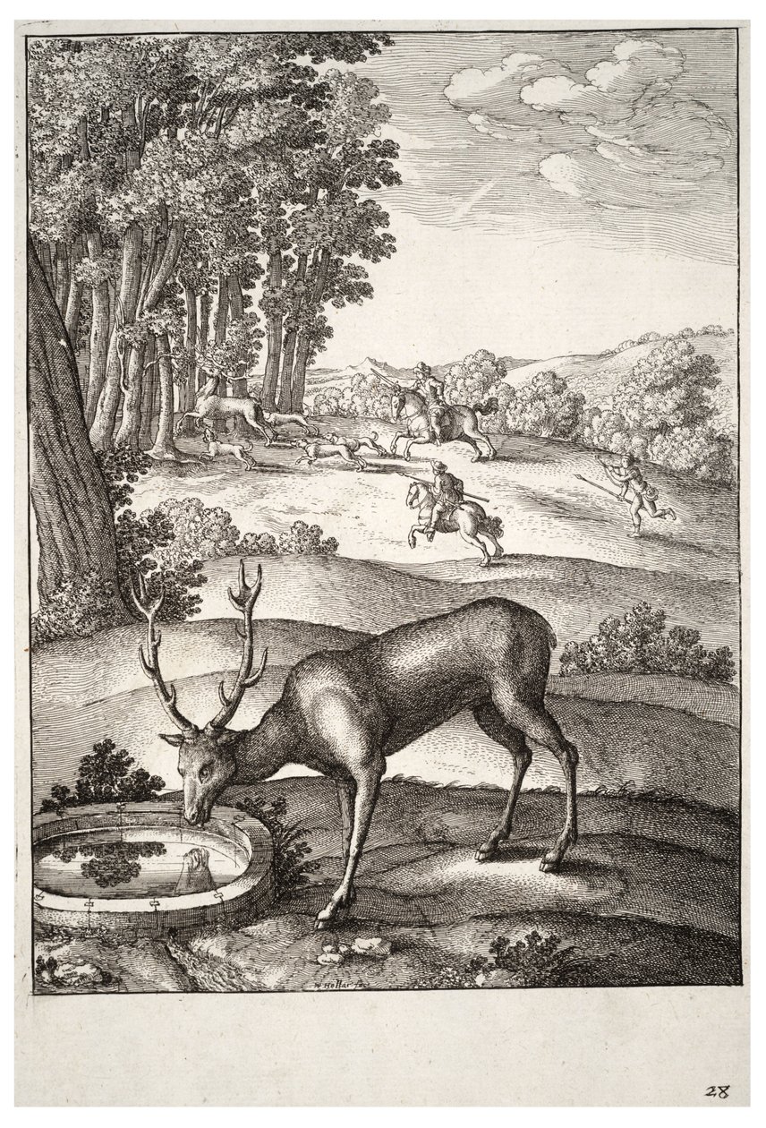 Il cervo (stato 2) da Wenceslaus Hollar