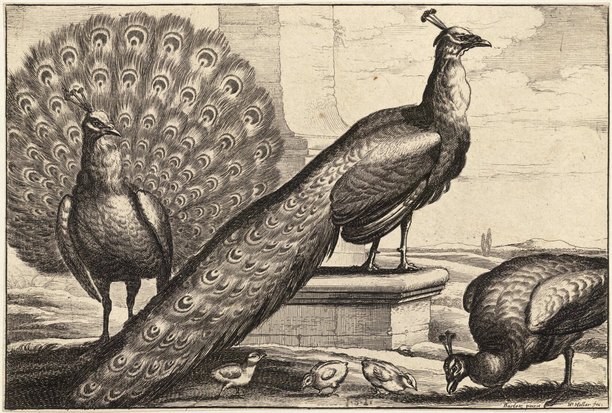 Tre pavoni da Wenceslaus Hollar