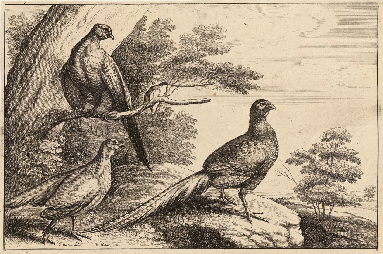 Tre fagiani da Wenceslaus Hollar