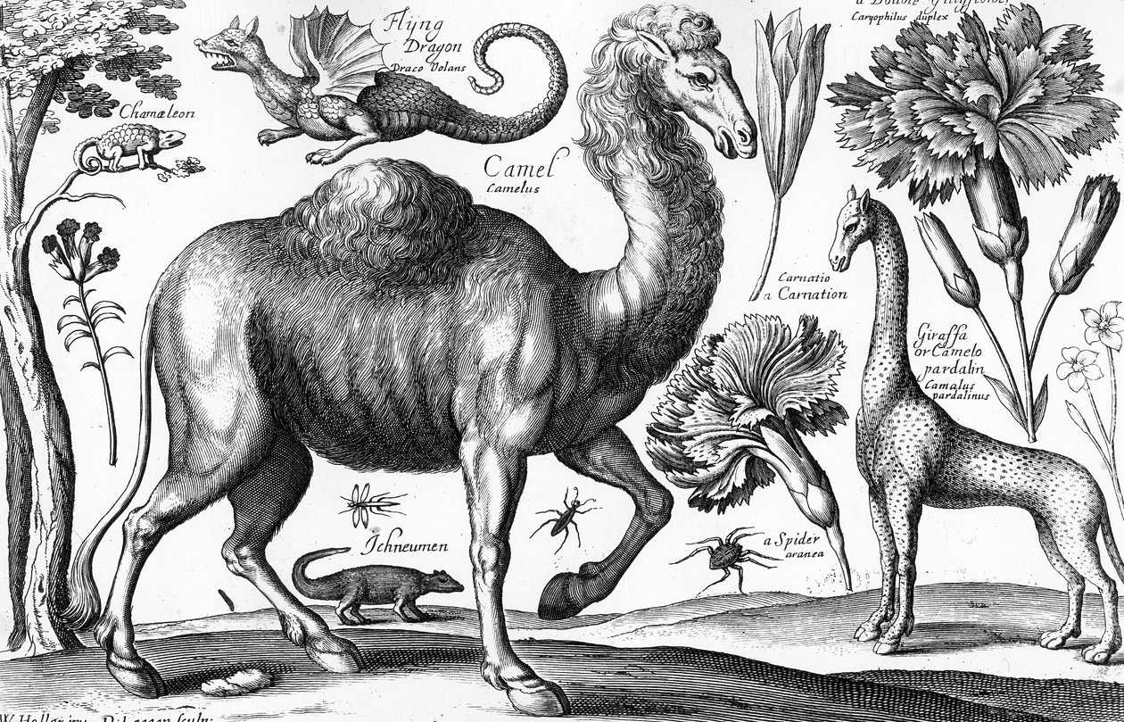 Animalium, Ferarum et Bestiarum, inciso da David Loggan da Wenceslaus (after) Hollar
