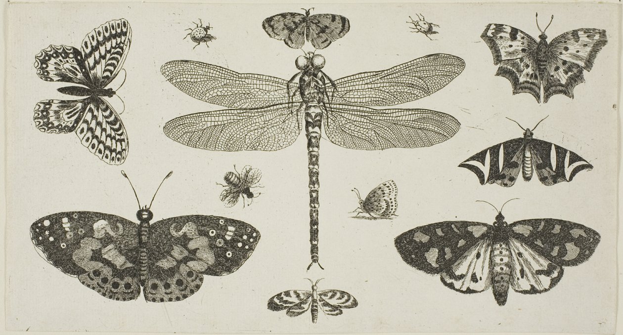 Una libellula, coccinelle e farfalle, da Diversae Insectorum...Figurae da Wenceslaus Hollar