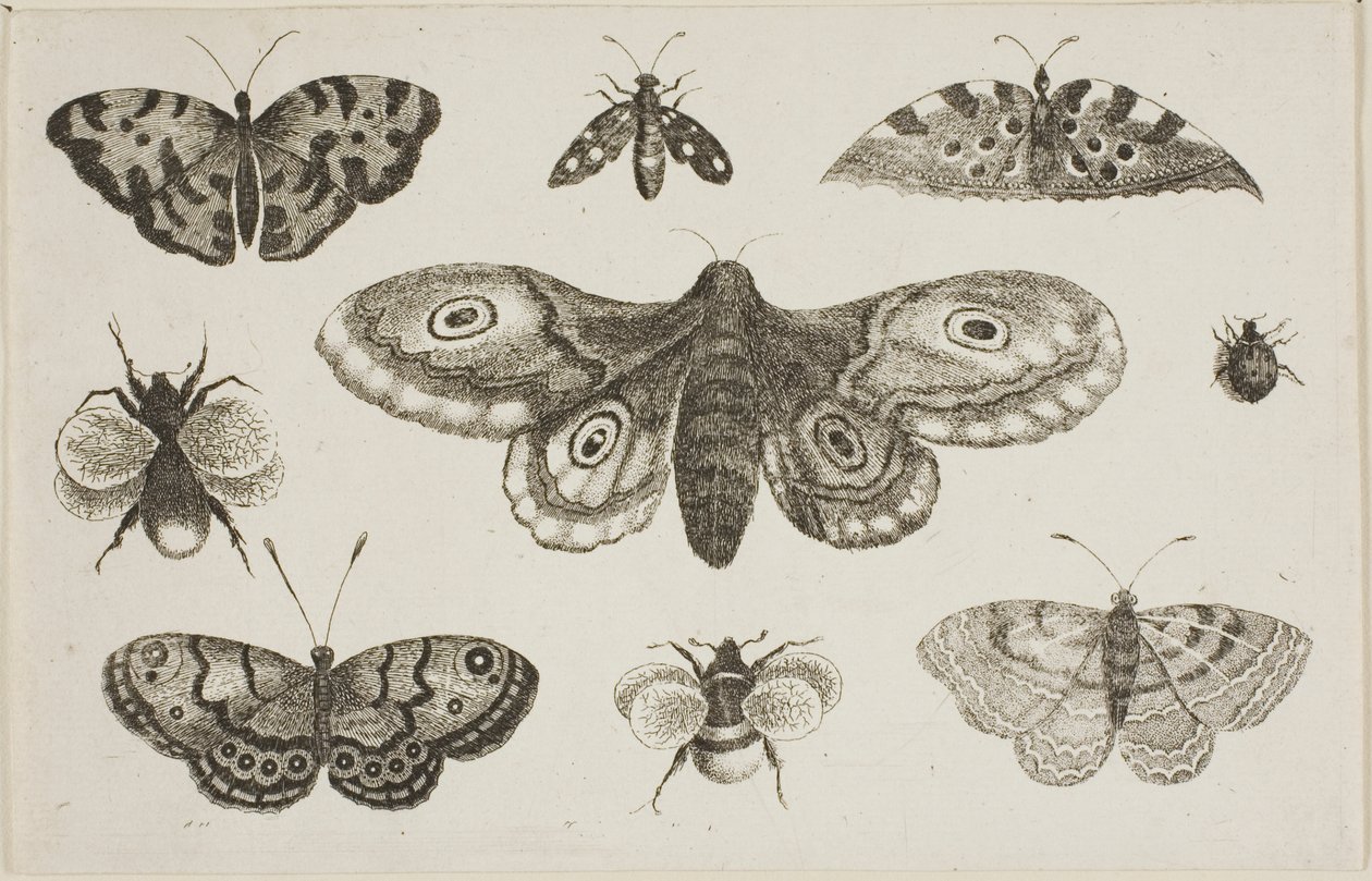 Una falena, farfalle e api da Wenceslaus Hollar