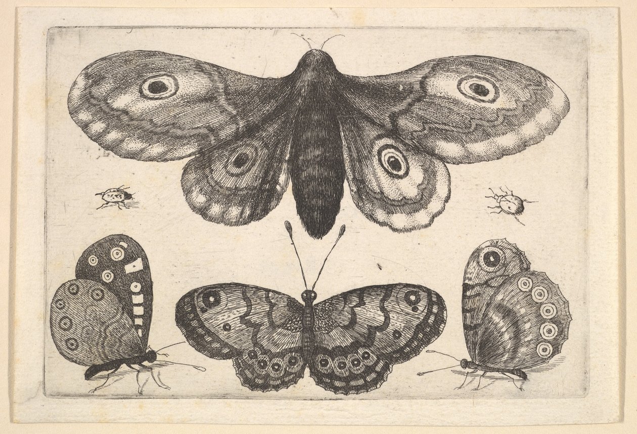 Una falena, tre farfalle e due coleotteri da Wenceslaus Hollar