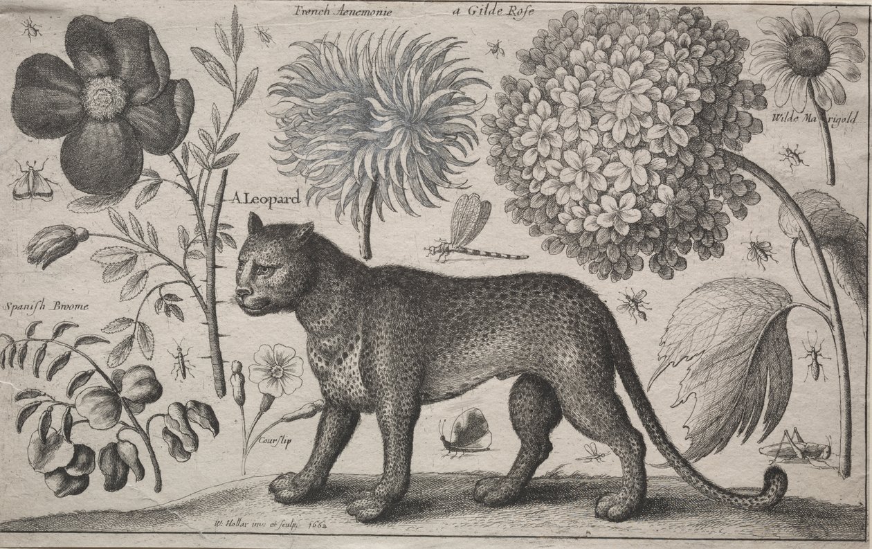 Animali e Piante: Leopardo con Piante e Insetti da Wenceslaus Hollar