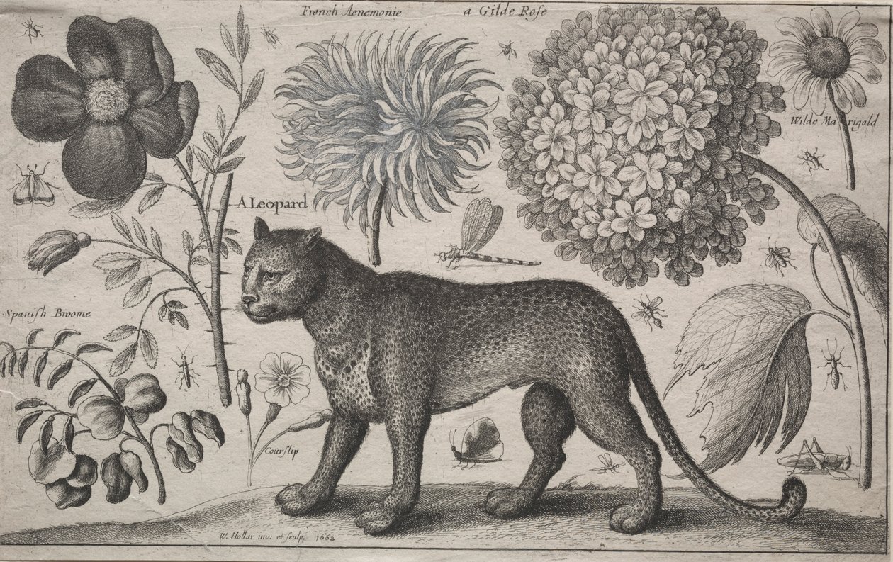 Animali e piante: Leopardo con piante e insetti, 1662 da Wenceslaus Hollar