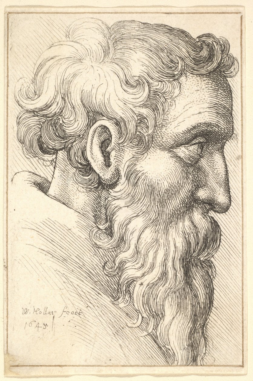 Vecchio barbuto di profilo verso destra da Wenceslaus Hollar
