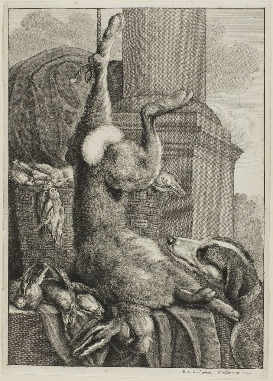 Lepre morta da Wenceslaus Hollar