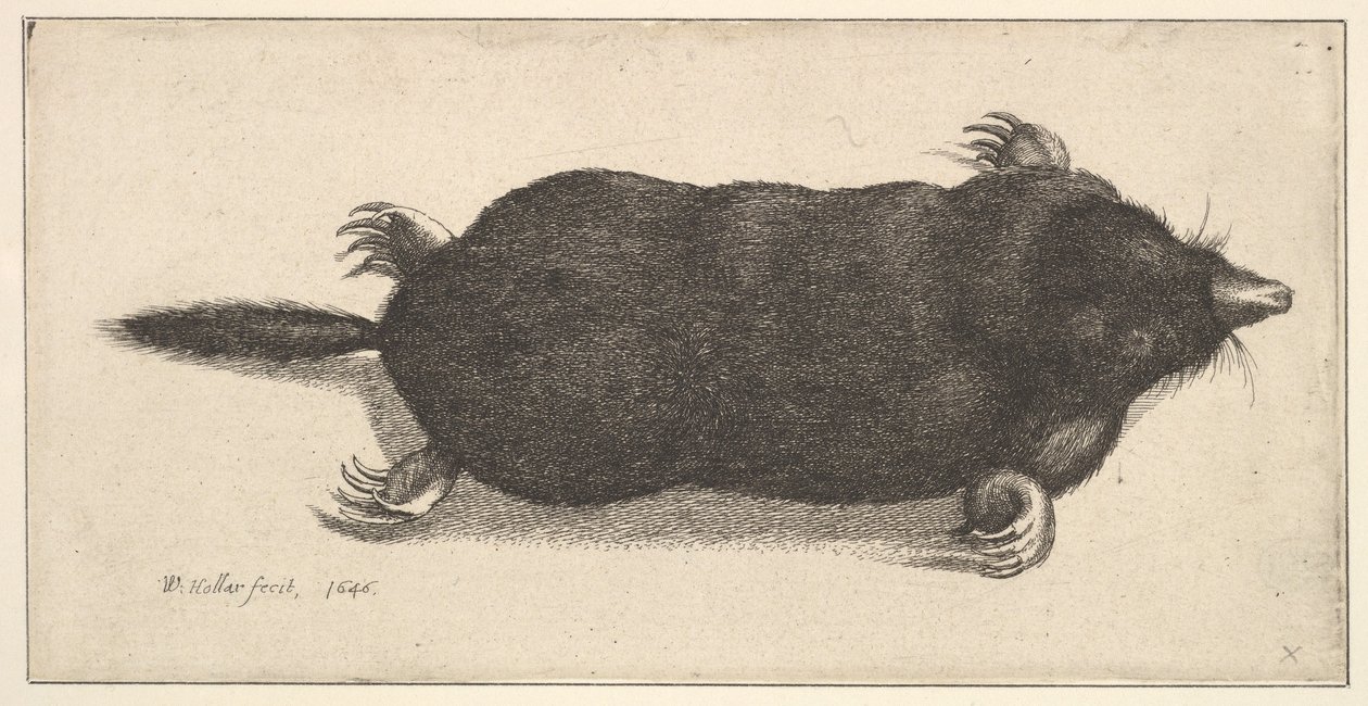 Talpa morta da Wenceslaus Hollar