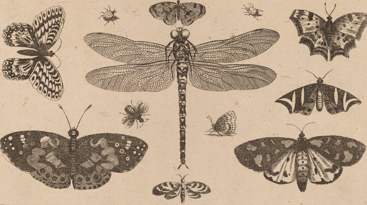 Libellula, Coccinelle e Farfalle da Wenceslaus Hollar