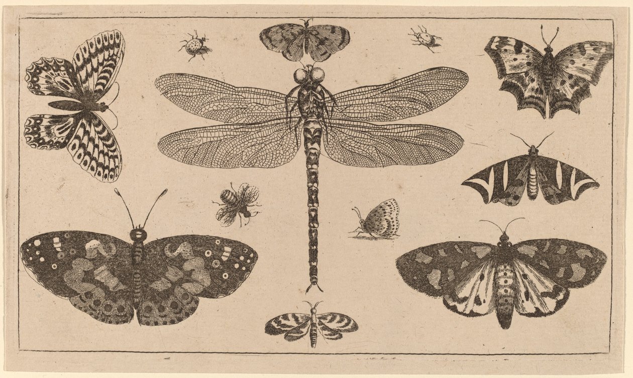 Libellula, coccinelle e farfalle da Wenceslaus Hollar