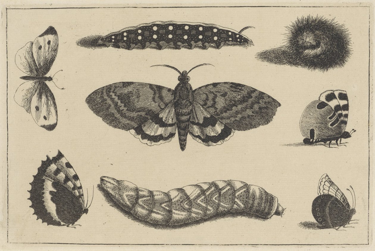 Tre bruchi, una falena e quattro farfalle da Wenceslaus Hollar