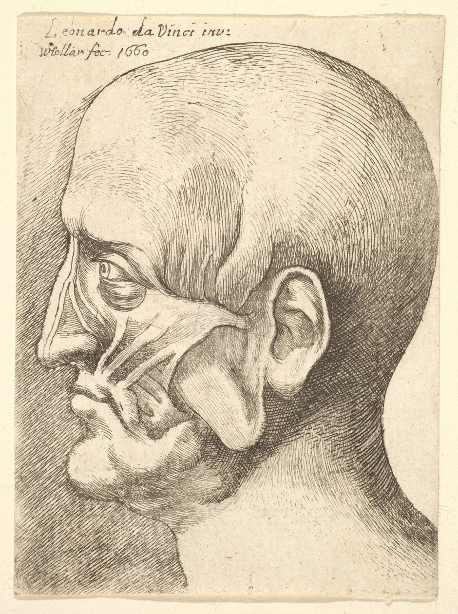 Testa scorticata di un uomo di profilo a sinistra da Wenceslaus Hollar