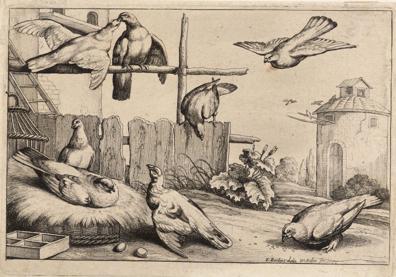 Otto colombe da Wenceslaus Hollar