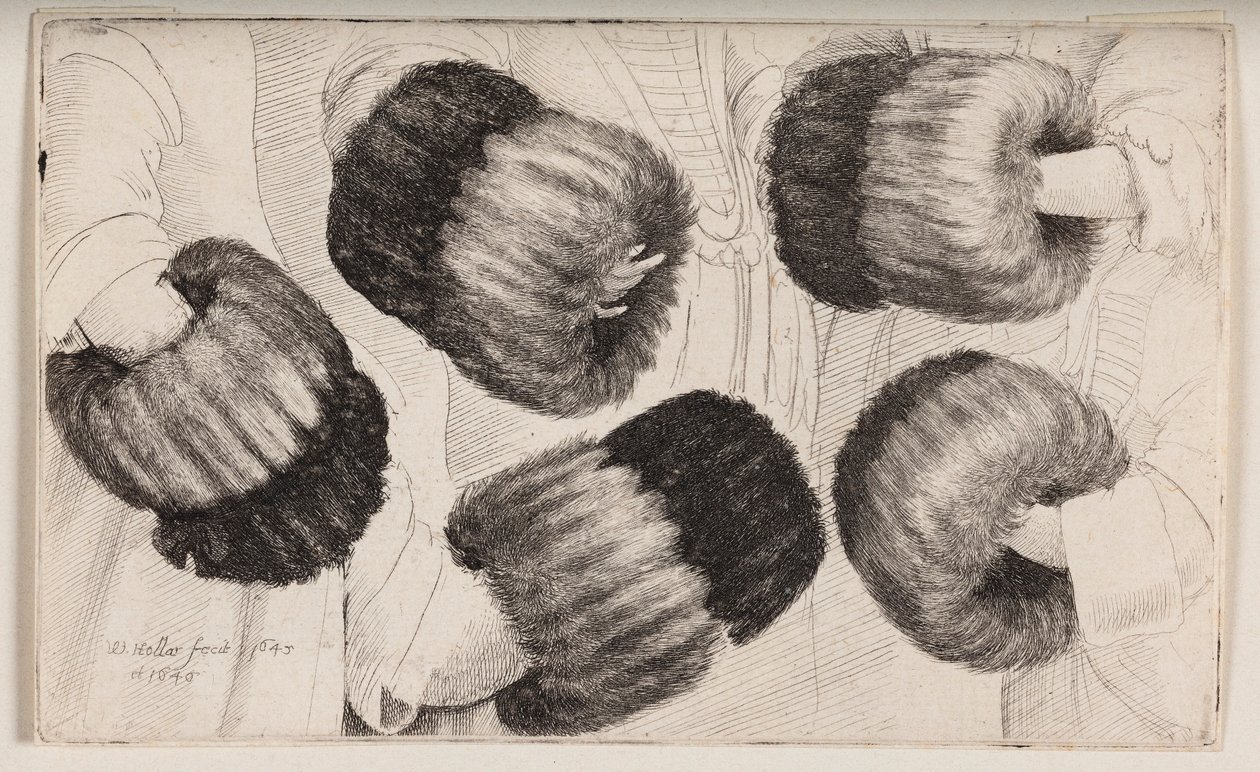 Un manicotto visto in cinque modi diversi da Wenceslaus Hollar
