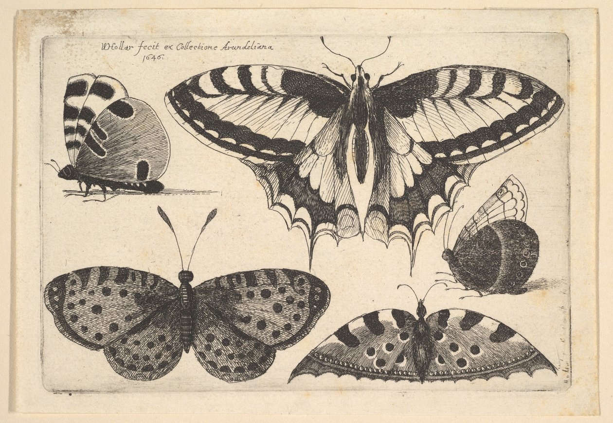 Cinque Farfalle da Wenceslaus Hollar