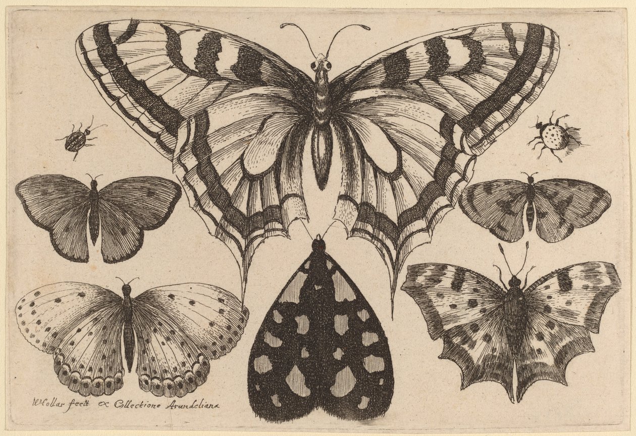 Cinque Farfalle, una Falena, un Coleottero e un Ragno da Wenceslaus Hollar