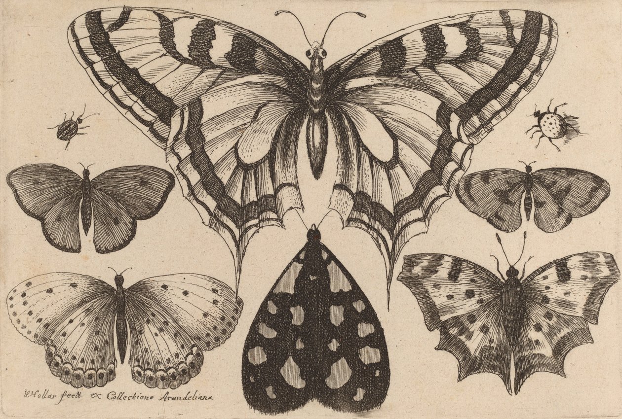 Cinque Farfalle, una Falena e Due Coleotteri, 1646 da Wenceslaus Hollar