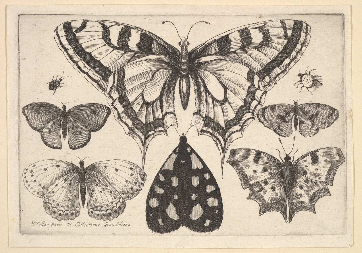 Cinque Farfalle, una Falena e Due Coleotteri, 1646 da Wenceslaus Hollar