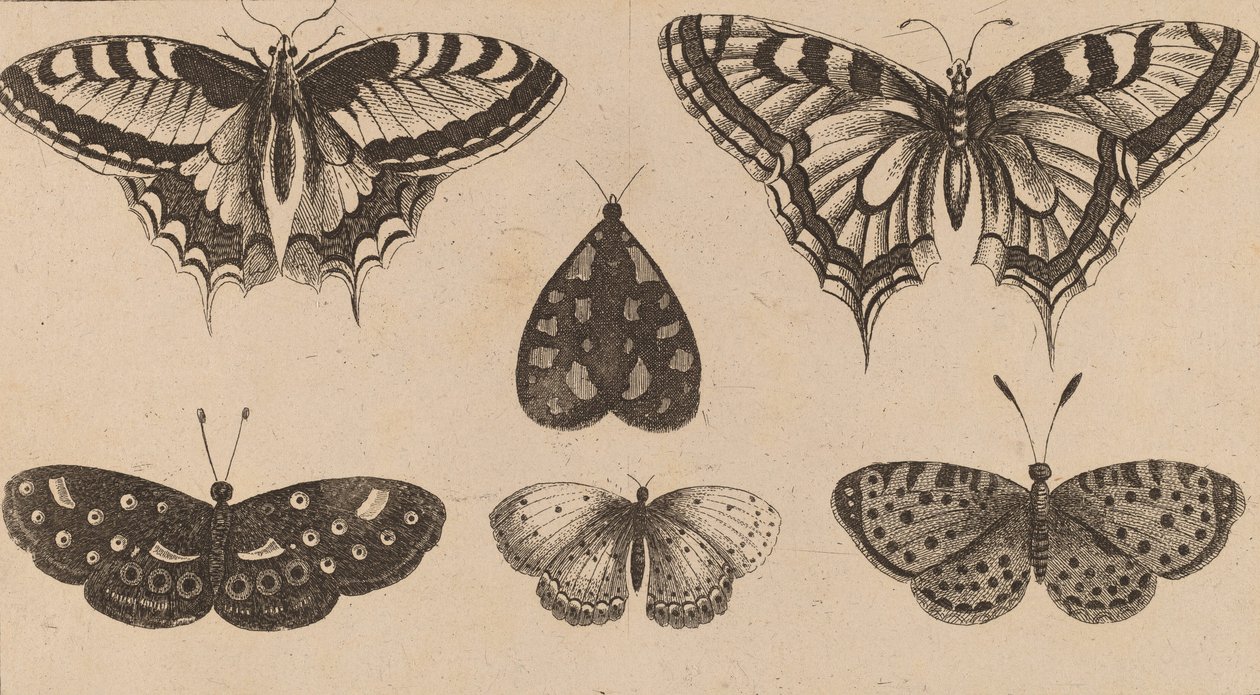 Cinque farfalle e una falena da Wenceslaus Hollar