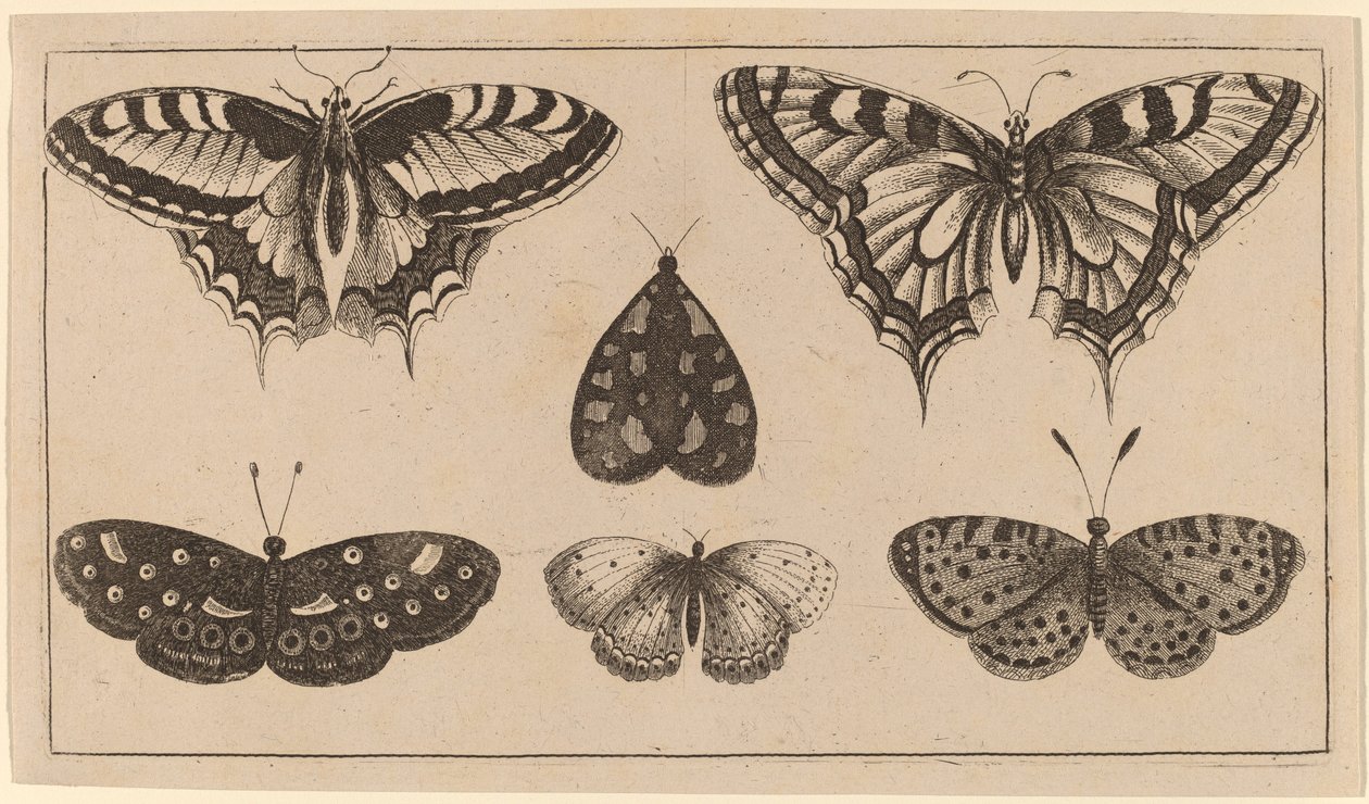 Cinque farfalle e una falena da Wenceslaus Hollar