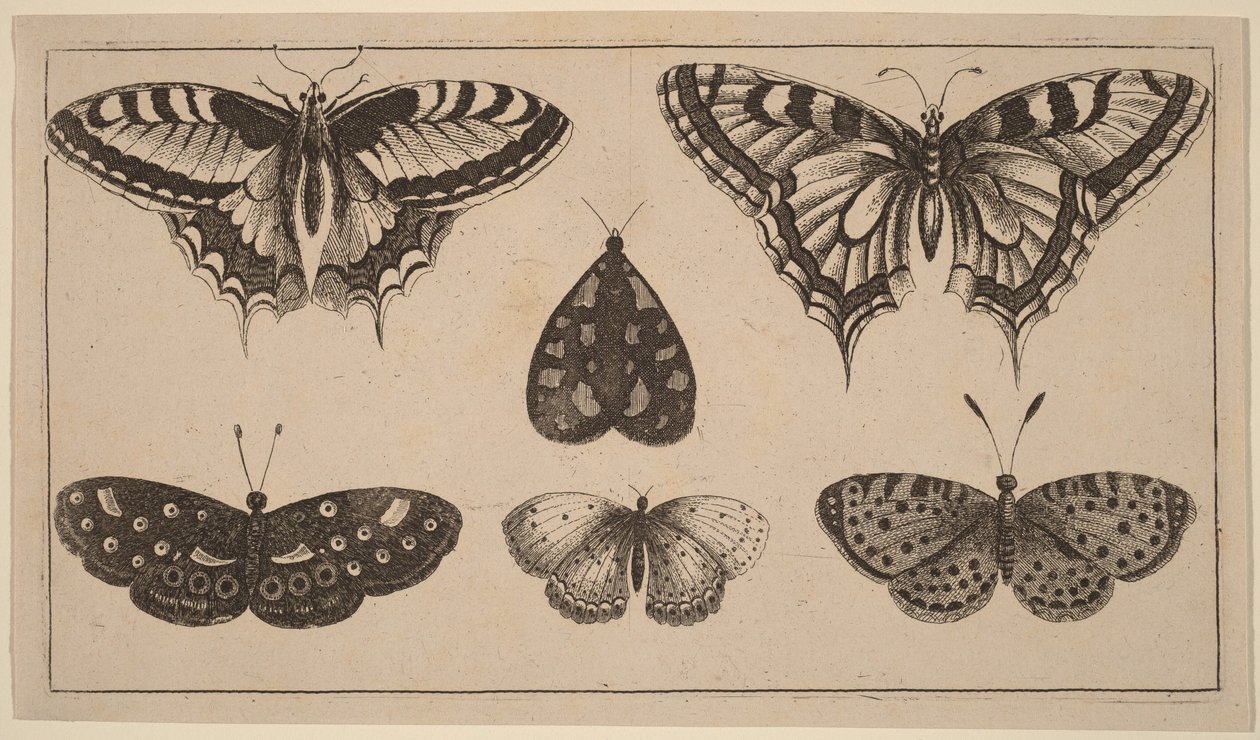 Cinque farfalle e una falena da Wenceslaus Hollar