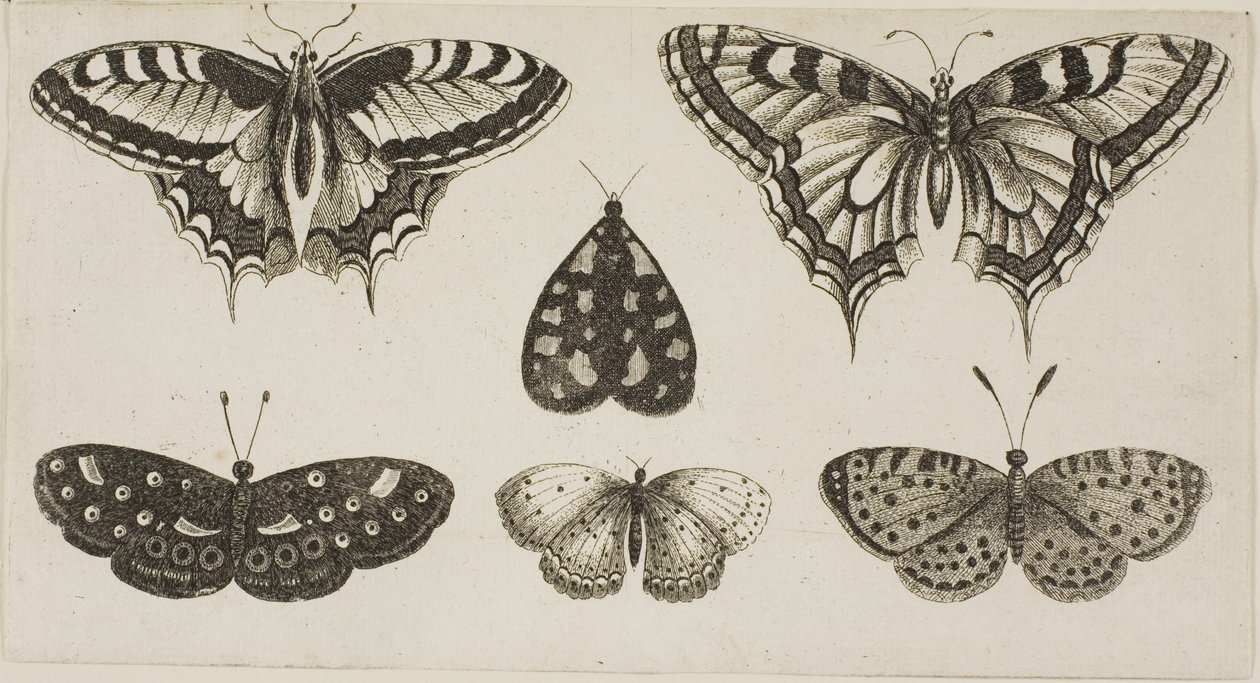 Cinque farfalle e una falena da Wenceslaus Hollar