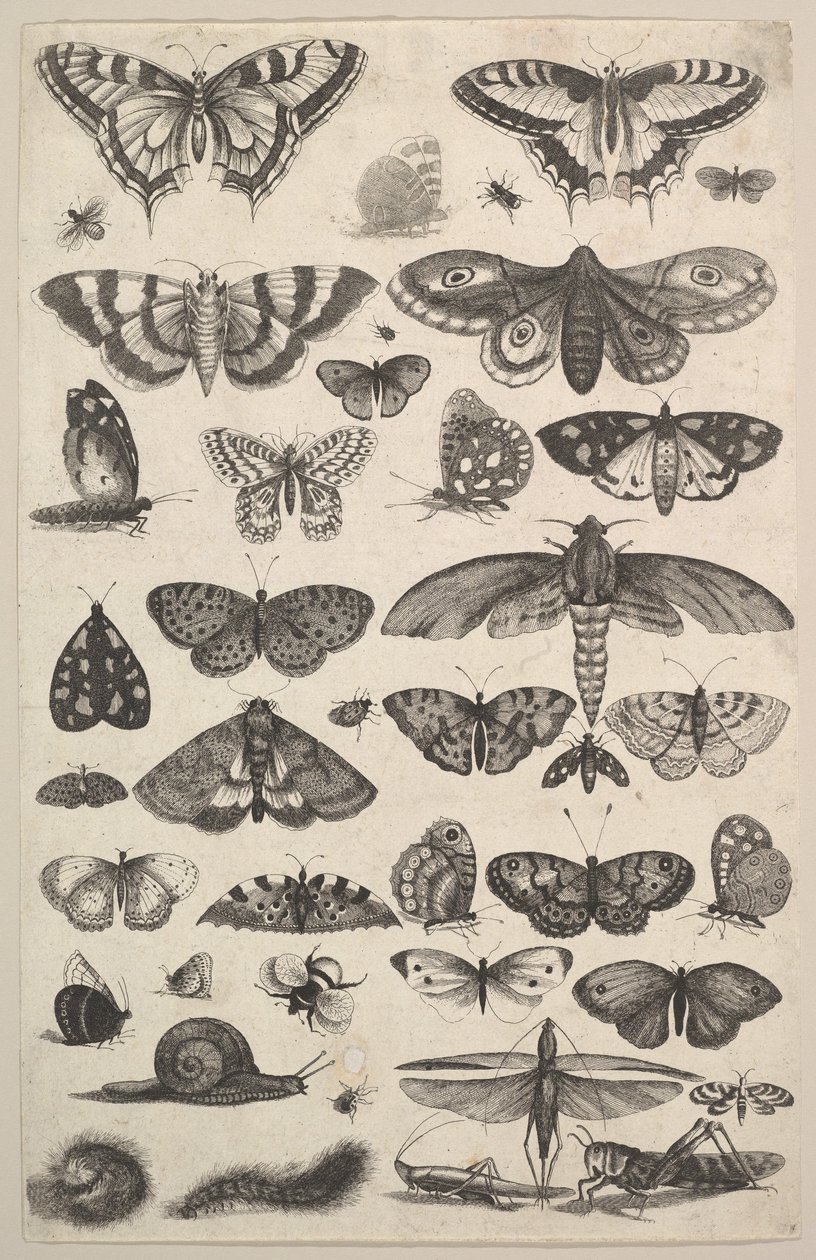 Quarantuno Insetti, tra cui falene e farfalle da Wenceslaus Hollar