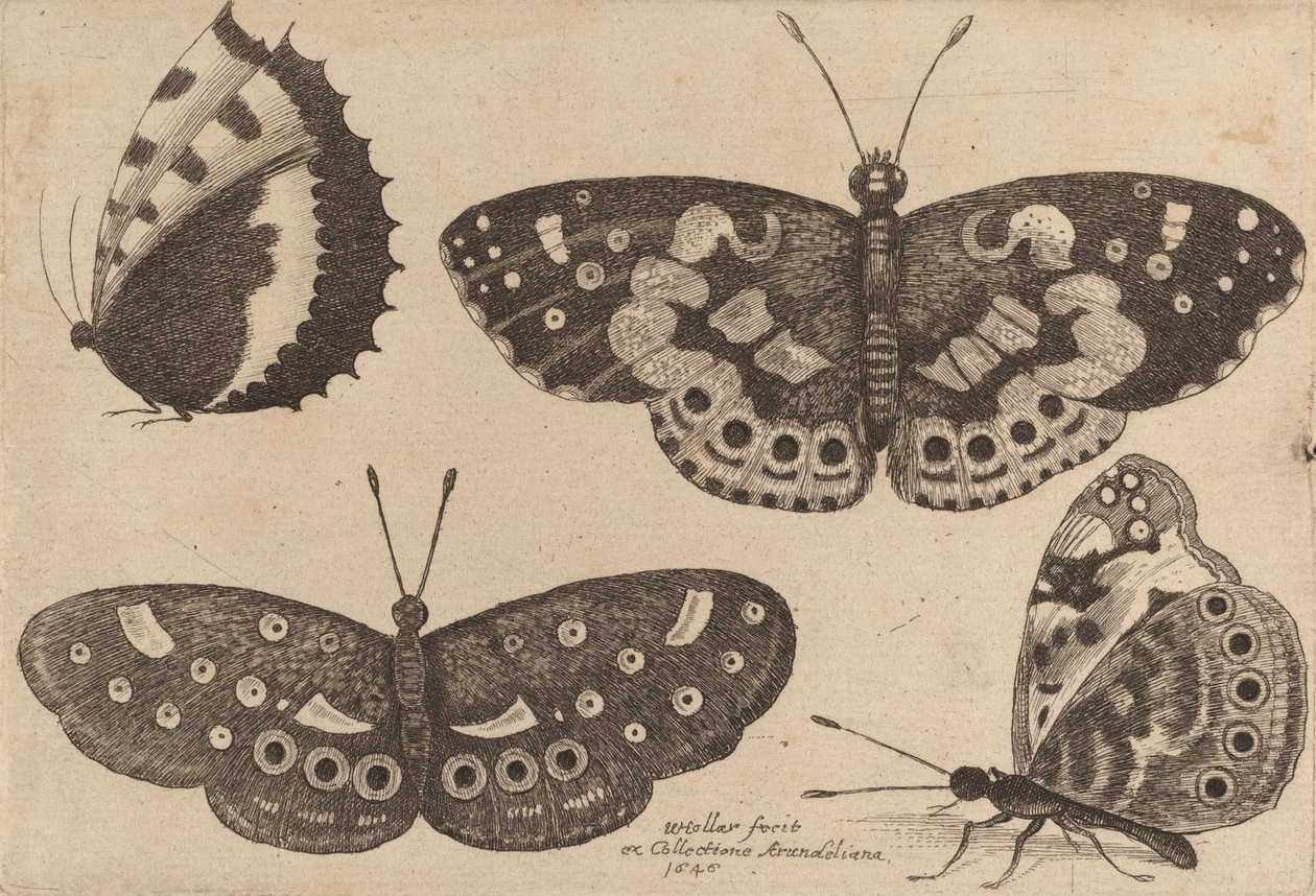 Quattro Farfalle, 1646 da Wenceslaus Hollar