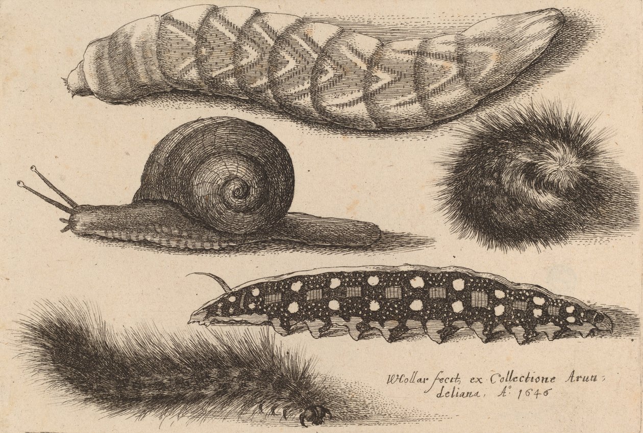 Quattro Bruchi e una Lumaca, 1646 da Wenceslaus Hollar