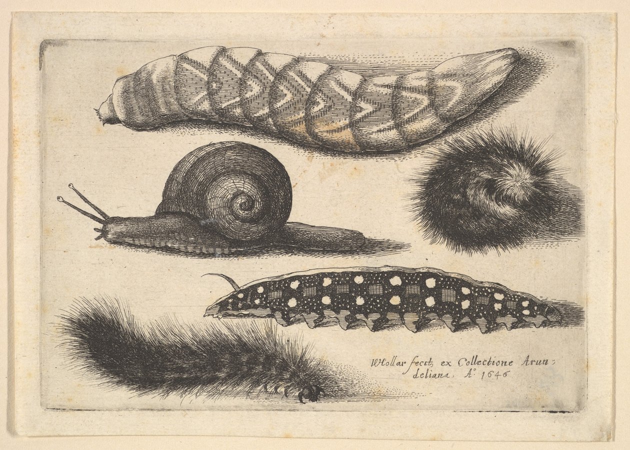 Quattro bruchi e una lumaca da Wenceslaus Hollar