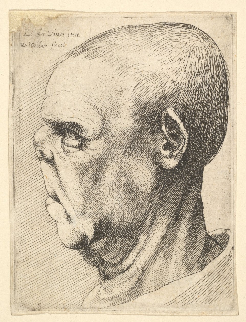 Vecchio grottesco con naso schiacciato di profilo a sinistra da Wenceslaus Hollar