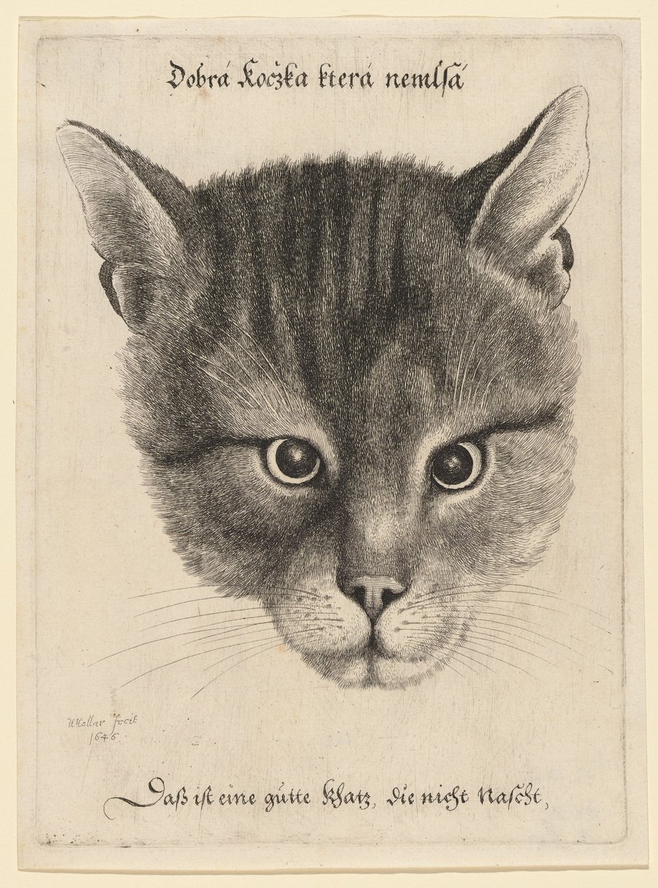 Testa di gatto, dimensione media da Wenceslaus Hollar
